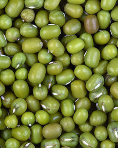 import and export spices